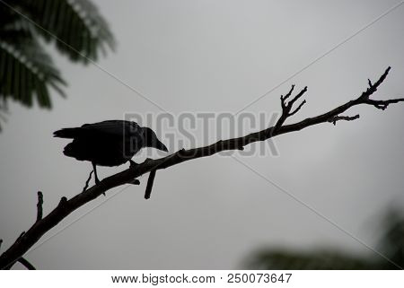 Black Bird Vrow Branch Tree Wild Animal Zanzibar