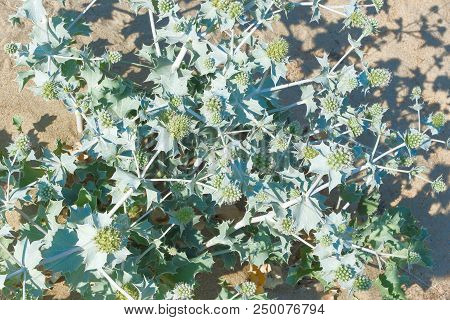 Sand Dunes Dry Plants Drought Road Traces Bushes Thorns