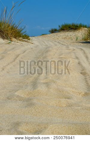 Sand Dunes Dry Plants Drought Road Traces Bushes Thorns
