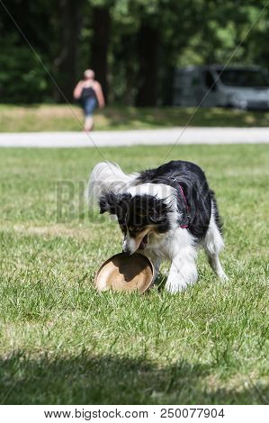 Portrait Of Border Collie On A Walk And Fresbee Dog Training In Belgium