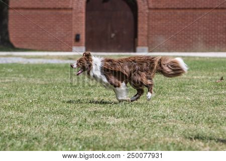Portrait Of Border Collie On A Walk And Fresbee Dog Training In Belgium