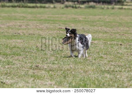 Portrait Of Border Collie On A Walk And Fresbee Dog Training In Belgium