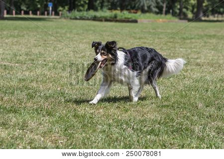 Portrait Of Border Collie On A Walk And Fresbee Dog Training In Belgium