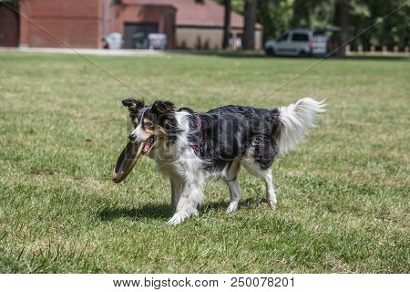 Portrait Of Border Collie On A Walk And Fresbee Dog Training In Belgium