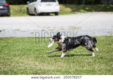 Portrait Of Border Collie On A Walk And Fresbee Dog Training In Belgium