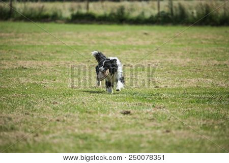 Portrait Of Border Collie On A Walk And Fresbee Dog Training In Belgium