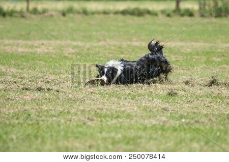 Portrait Of Border Collie On A Walk And Fresbee Dog Training In Belgium