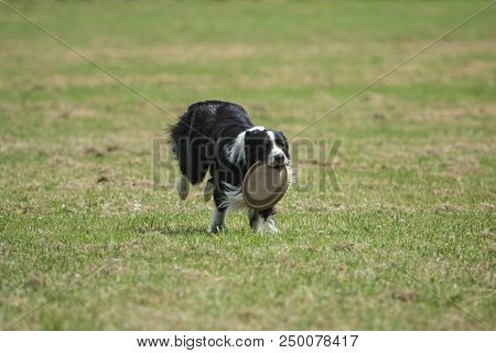 Portrait Of Border Collie On A Walk And Fresbee Dog Training In Belgium