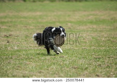 Portrait Of Border Collie On A Walk And Fresbee Dog Training In Belgium
