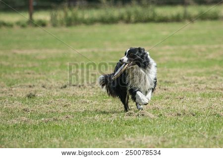 Portrait Of Border Collie On A Walk And Fresbee Dog Training In Belgium