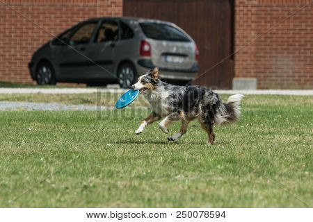 Portrait Of Border Collie On A Walk And Fresbee Dog Training In Belgium