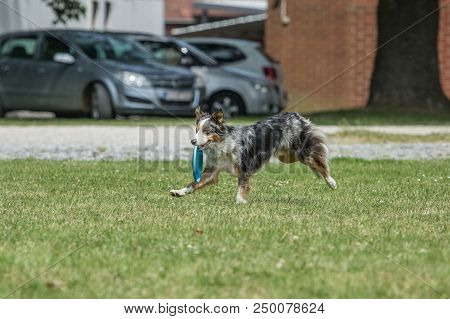 Portrait Of Border Collie On A Walk And Fresbee Dog Training In Belgium