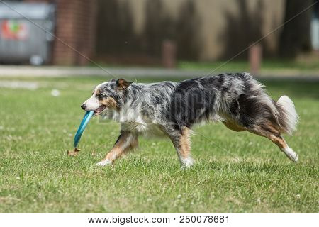 Portrait Of Border Collie On A Walk And Fresbee Dog Training In Belgium