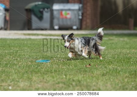 Portrait Of Border Collie On A Walk And Fresbee Dog Training In Belgium
