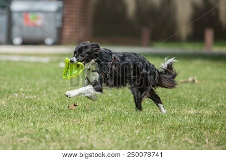 Portrait Of Border Collie On A Walk And Fresbee Dog Training In Belgium