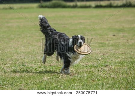 Portrait Of Border Collie On A Walk And Fresbee Dog Training In Belgium