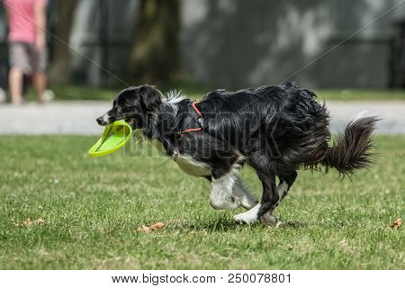 Portrait Of Border Collie On A Walk And Fresbee Dog Training In Belgium
