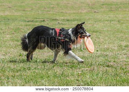Portrait Of Border Collie On A Walk And Fresbee Dog Training In Belgium