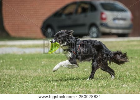 Portrait Of Border Collie On A Walk And Fresbee Dog Training In Belgium