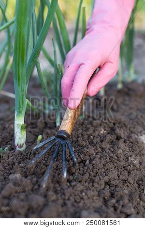 Close Up Of Hand Of Women Gardener With Tool Hoe Loosen Ground On Kitchen Garden Of Onion. Work In G