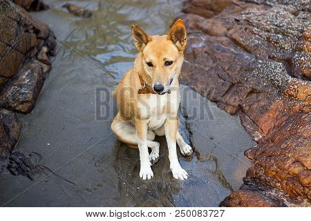 Young Dog Sitting Between Two Rocks On The Beach In Goa India