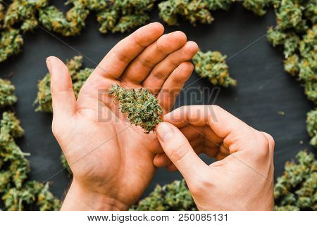 Grinder A Lot Ofx Marijuana, Fresh Buds Of Cannabis Many Weed. Copy Spase Copy-space