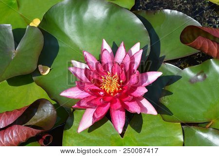 Close Up Of Pink Water Lily Flower - Latin Name - Nymphaea X Marliacea Rubra