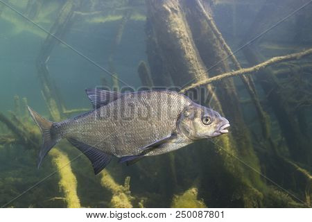 Underwater Photography Of Carp Bream (abramis Brama). Beautiful Fish In Close Up Photo. Underwater P