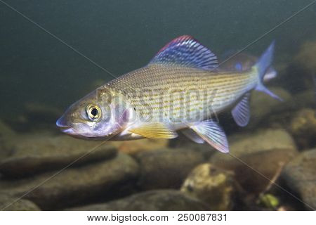 Grayling (thymallus Thymallus). Swimming Freshwater Fish Thymallus Thymallus, Underwater Photography