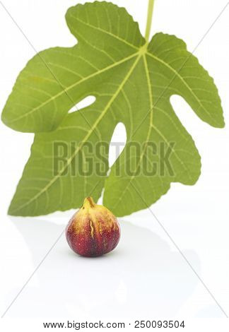 Martineca Rimada Fig On Leaf