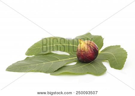 Martineca Rimada Fig On Leaf