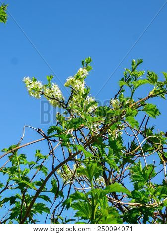 Branches Of Blooming Cherry Plums In The Early Spring In The Garden.