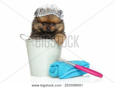 Spitz Puppy Sitting In A Bath Bucket And Cap