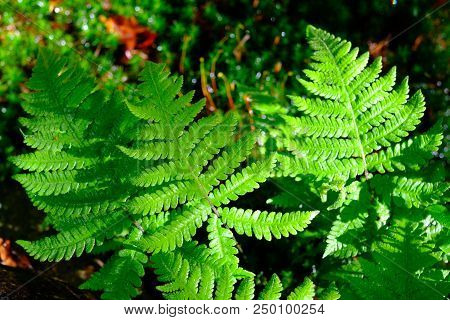 Beautyful Ferns Leaves Green Foliage Natural Floral Fern Background In Sunlight.