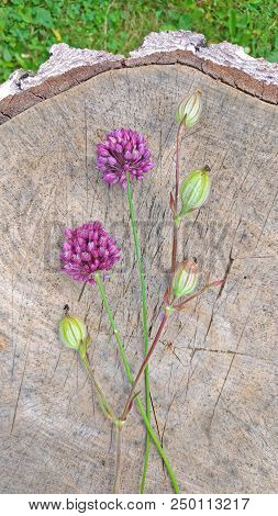 Wild Onion Violet On A Wooden Background Of Black Walnut. Beautiful Summer Wildflowers. Two Flowers.
