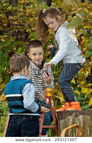 Children Tear Grapes In The Fall