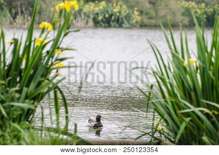 The Duck Swims In The Lake From Behind The Bushes