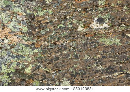 Moss On Stone, Colorful Natural Backgroung, Nord Norway
