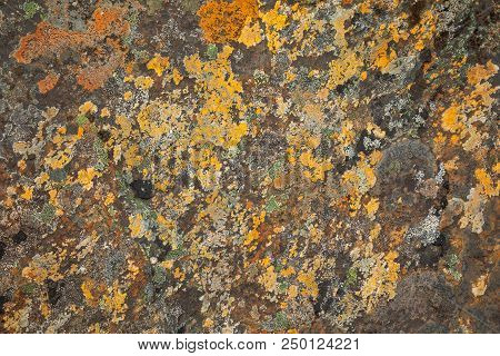 Moss On Stone, Colorful Natural Backgroung, Nord Norway