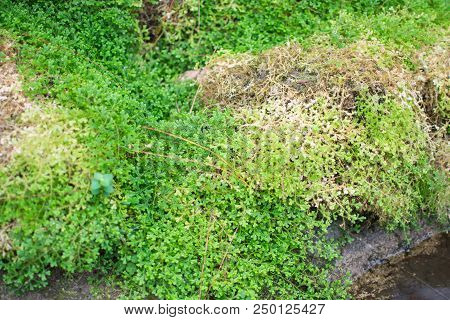 Small Biennial Plant Grows Well In The Winter Forest.