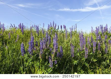 Colorful Natural Background Of Violet And Blue Lupine, Green Grass And Blue Sky, Spring Landscape On