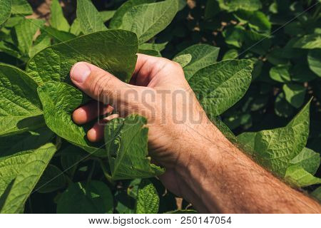 Farm Worker Controls Development Of Soybean Plants