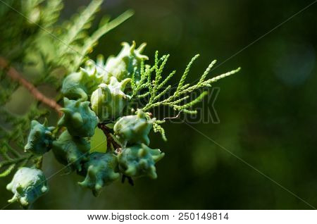 Incense Cedar Tree Calocedrus Decurrens Branch Close Up. Thuja Cones Branch Pattern. Conifer Seeds O
