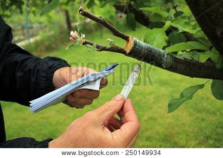 Gardener With Notebook And Pen In His Hands Inspections Live Cuttings At Grafting Apple Tree With Gr