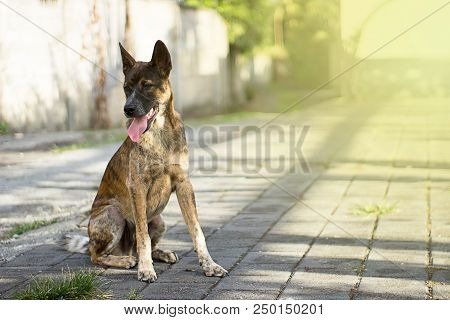 Young Cute Dog Sitting On A Footpath With Tongue Outside. Waiting For Friend