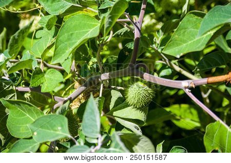 Devil's Trumpet, Datura Metel, In The Garden, Close Up.