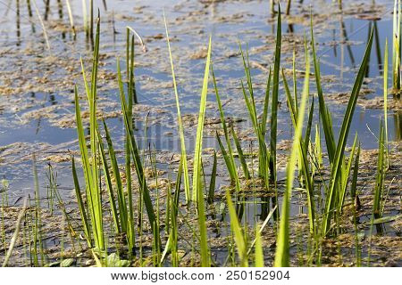 Grass Growing On A Swamp In The Spring Season, Close-up