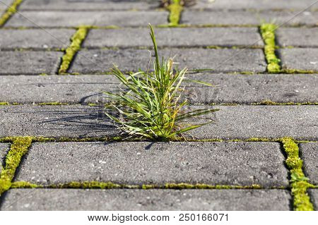 Natural Background From The Pedestrian Pavement, Through The Tile Which Has Grown Grass, Closeup