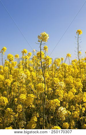 Details Of Flowering Colza Or Coleseed In Spring Field, Photo Close-up On Blue Sky Background