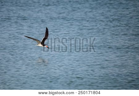 Flock Of Black Skimmer Terns Rynchops Niger